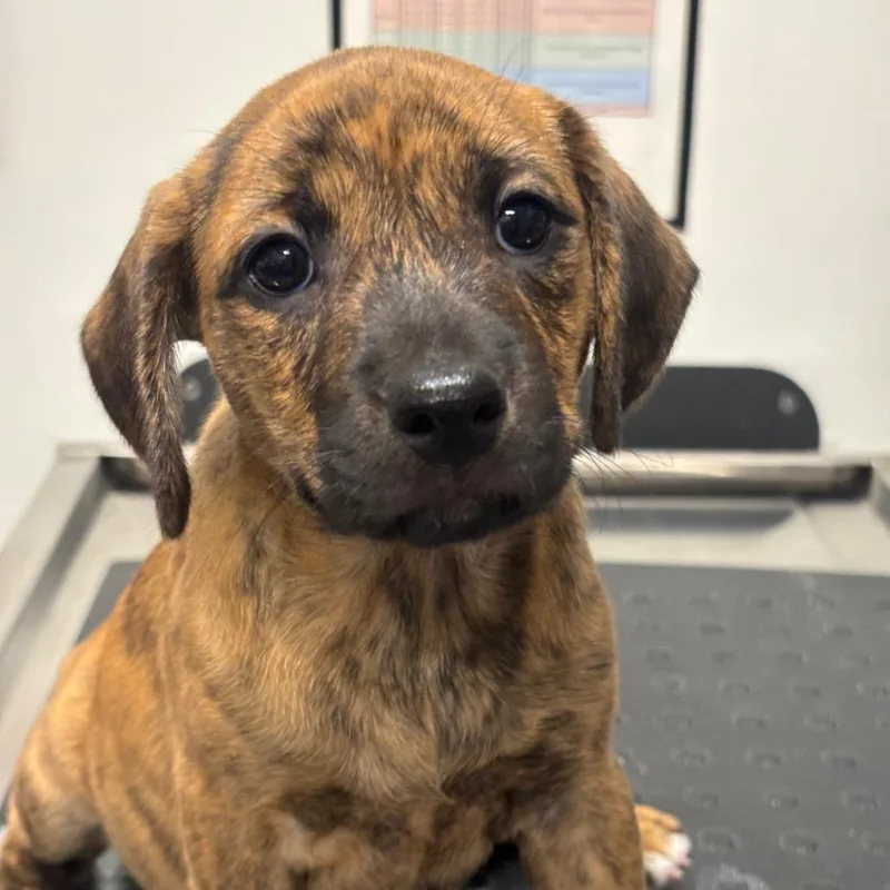 A baby small-sized female Black Catahoula Leopard Dog dog named Needle for adoption in League City, TX