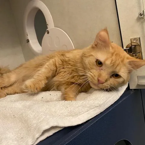 An adult medium-sized male Orange / Red Domestic Medium Hair cat named Sprout for adoption in Dayton, OH