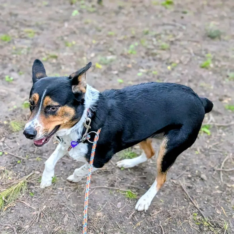 A young medium-sized female Black Mixed Breed dog named Lana for adoption in Grand Rapids, MI