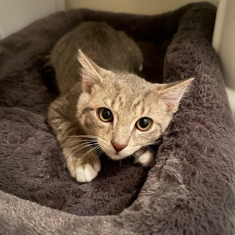A baby small-sized male Gray / Blue / Silver Domestic Short Hair cat named Shinx for adoption in Ferndale, MI