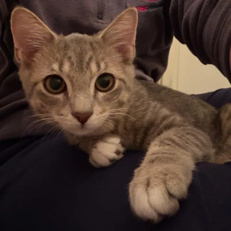Shinx thumbnail 2