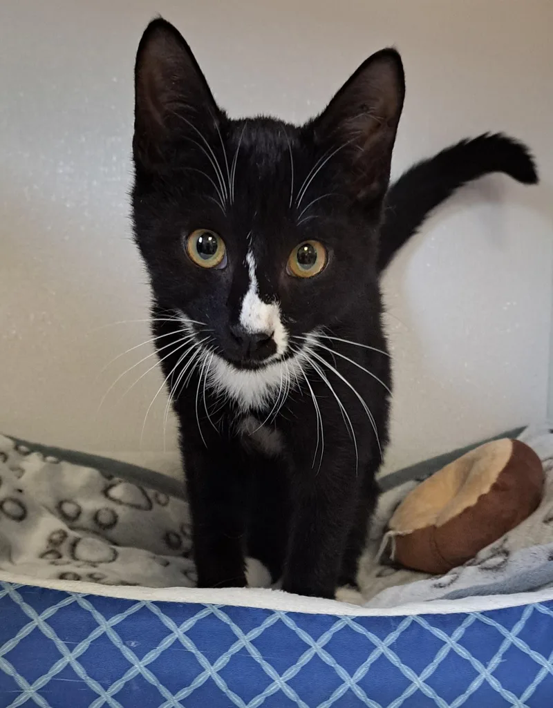 A baby medium-sized male Black & White / Tuxedo Domestic Short Hair cat named Ryker for adoption in Manning, SC