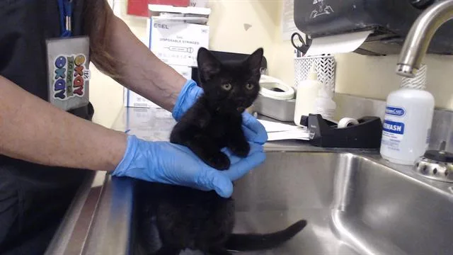 A baby small-sized male Domestic Short Hair cat named Spooky for adoption in Denver, CO