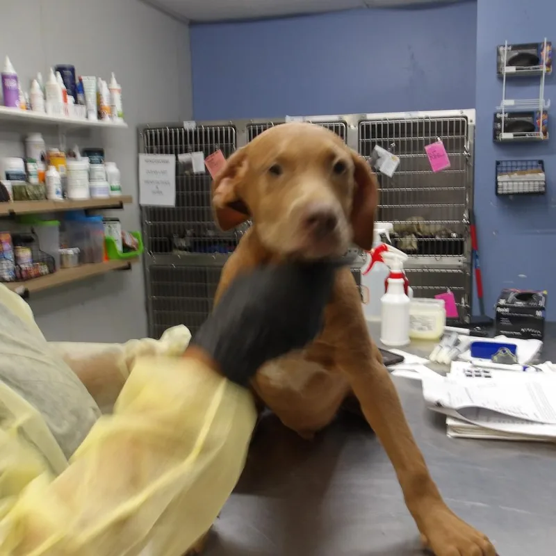 A baby medium-sized male Doberman Pinscher dog named Roy Pup for adoption in Marble, NC