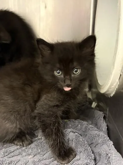 A baby small-sized male Domestic Short Hair cat named Ravi for adoption in Gainesville, FL