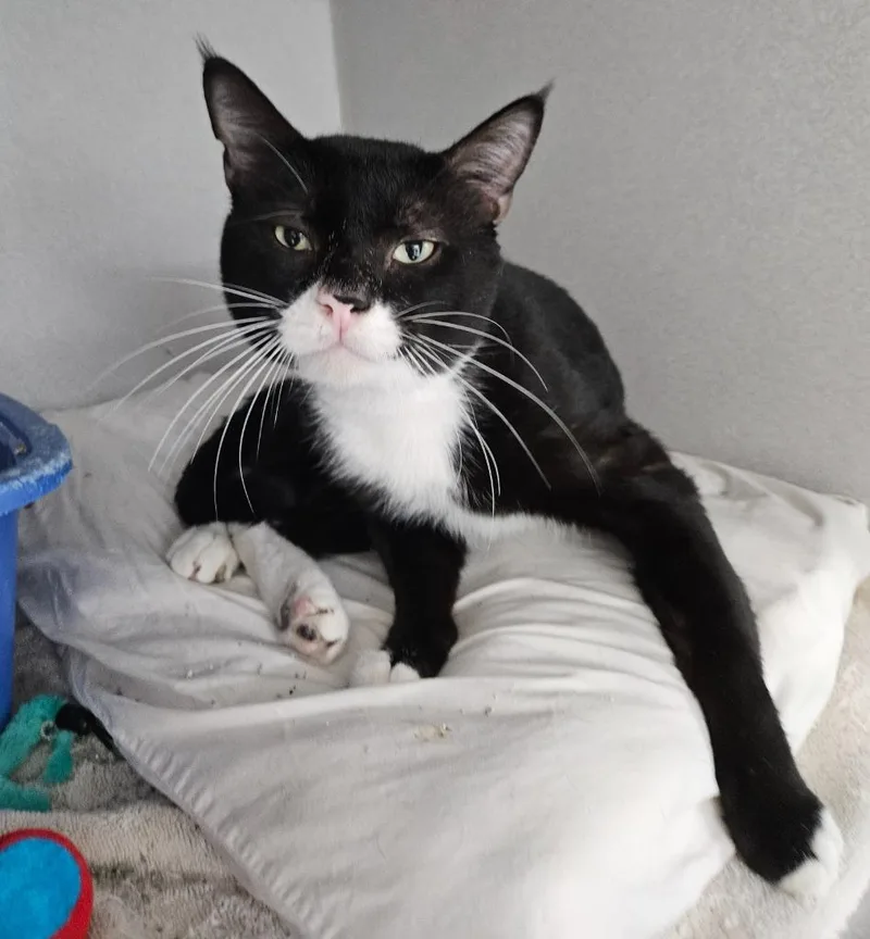 An adult small-sized male Domestic Short Hair cat named Atticus for adoption in Los Angeles, CA