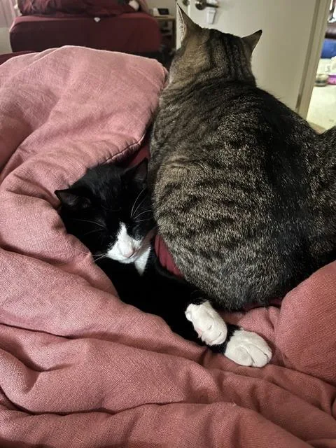 An adult medium-sized male Black & White / Tuxedo Domestic Short Hair cat named Ben for adoption in Portland, OR
