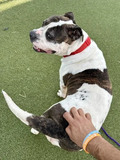 An adult extra large-sized female Mixed Breed dog named Kimber for adoption in Wichita, KS