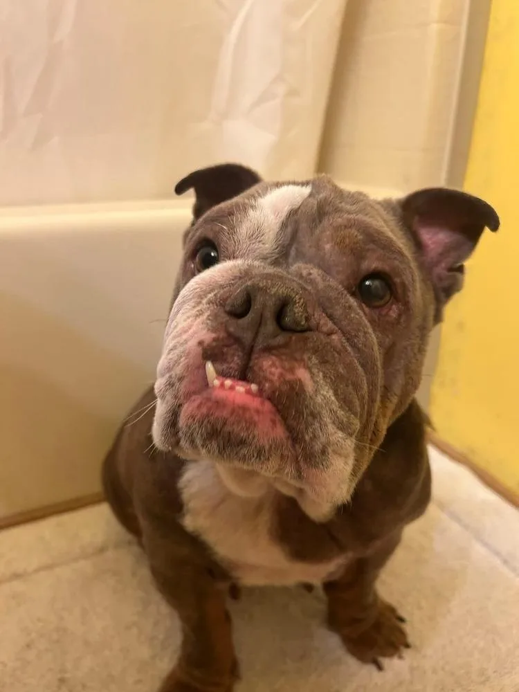 An adult medium-sized female Tricolor (Brown, Black, & White) English Bulldog dog named Jellybean for adoption in Yuma, AZ