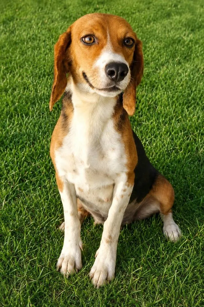 Daisy