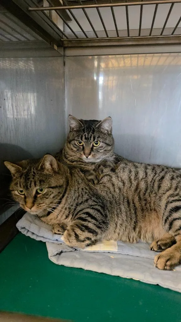 A young large-sized female Domestic Short Hair cat named Sally for adoption in Sprakers, NY