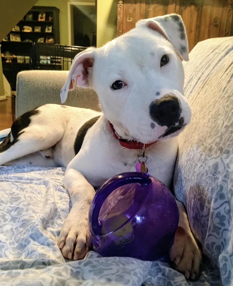 A baby large-sized male American Bulldog dog named Wilder for adoption in Youngstown, OH