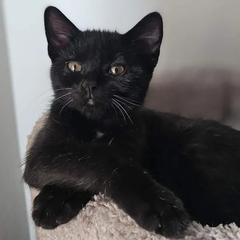 A baby small-sized female Black Domestic Short Hair cat named Baloo for adoption in Sioux Falls, SD