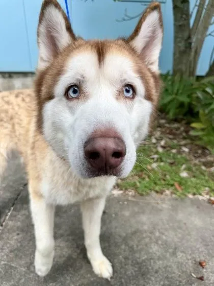 Blu