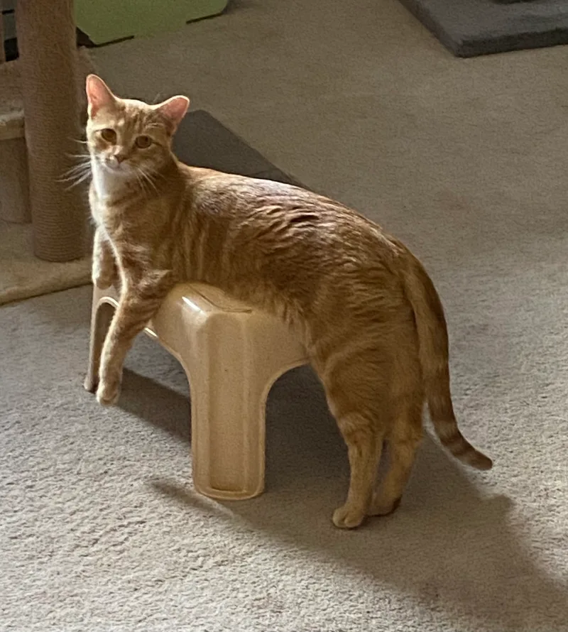 An adult medium-sized male Tabby (Orange / Red) Domestic Short Hair cat named Owen for adoption in Grayslake, IL