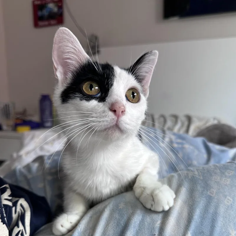 An adult medium-sized female White Domestic Short Hair cat named Precious for adoption in Gibsonia, PA