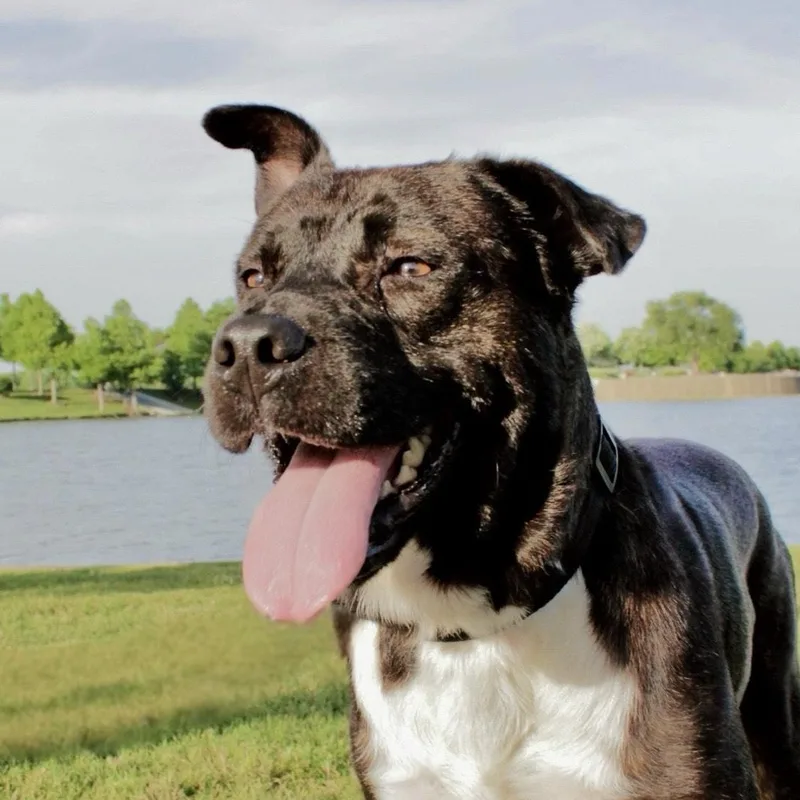 An adult medium-sized male Boxer dog named Chocolate for adoption in Liverpool, TX