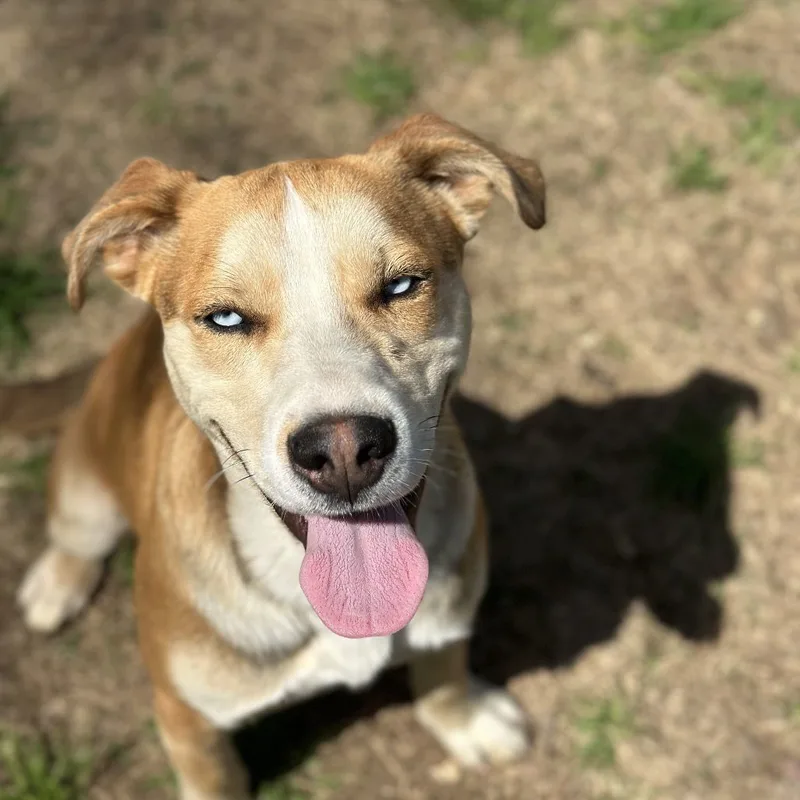 A young medium-sized male Carolina Dog dog named Ryder for adoption in Shreveport, LA