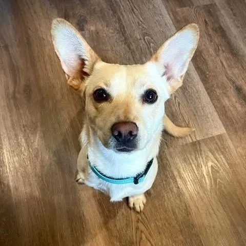 Darla