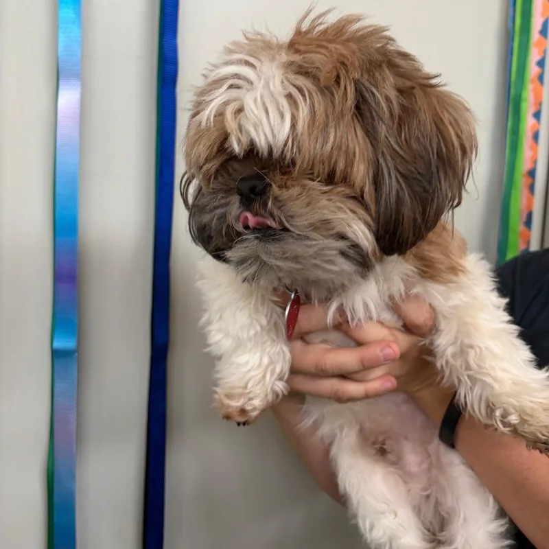 An adult small-sized male White / Cream Shih Tzu dog named Bentley for adoption in Harrisonburg, VA