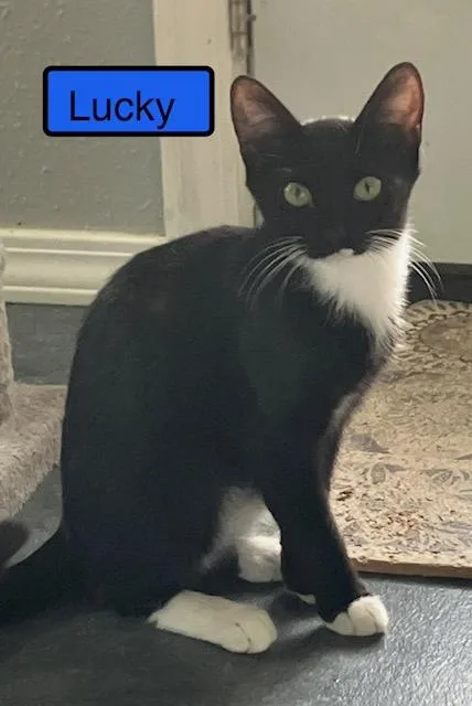 A baby medium-sized male Domestic Short Hair cat named Lucky for adoption in Zimmerman, MN