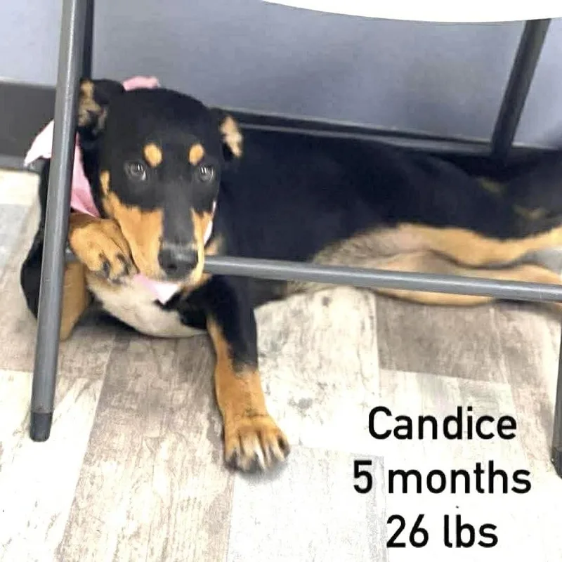 A baby medium-sized female Black Labrador Retriever dog named Candice  Local April for adoption in Brookshire, TX