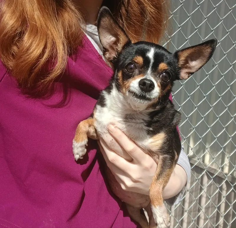 A senior small-sized female Chihuahua dog named Precious for adoption in Ladysmith, WI