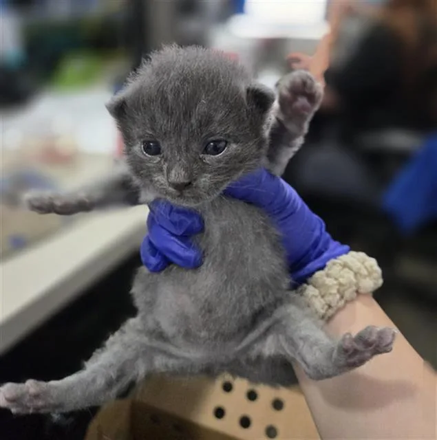 A baby medium-sized male Domestic Short Hair cat named Alistair for adoption in Dallas, TX