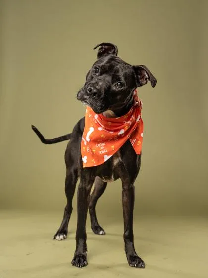 An adult medium-sized female Mixed Breed dog named Midnight for adoption in Atlanta, GA