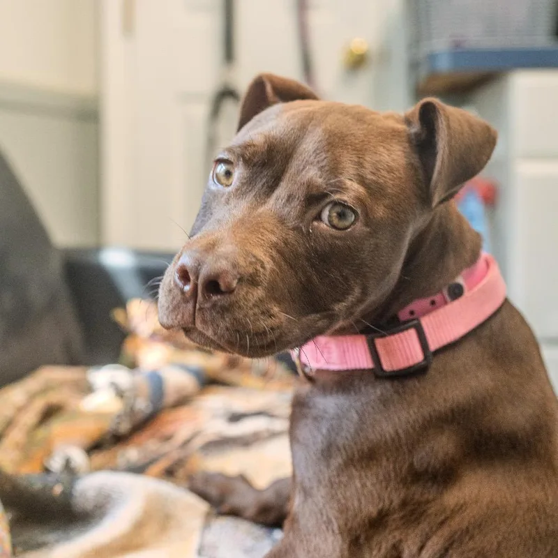 A baby medium-sized female Brown / Chocolate Pit Bull Terrier dog named Mollie for adoption in Pawling, NY