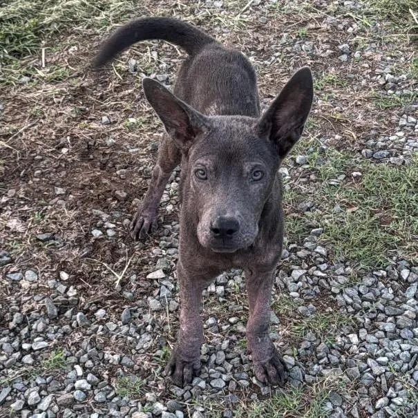 A young medium-sized female Mixed Breed dog named Rivvy for adoption in Frederiksted, VI