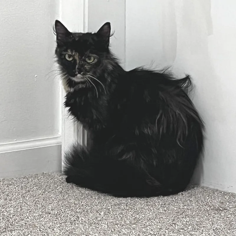 A young medium-sized female Tortoiseshell Domestic Long Hair cat named Anoa for adoption in Brookfield, WI