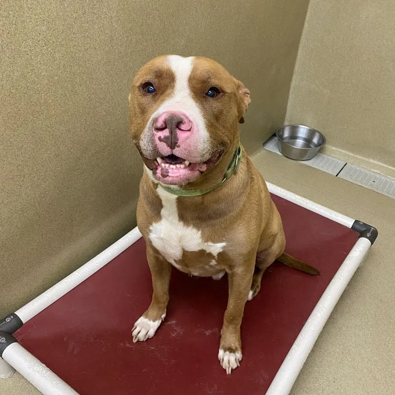 An adult large-sized male Yellow / Tan / Blond / Fawn Pit Bull Terrier dog named Dracko for adoption in Monroe, GA