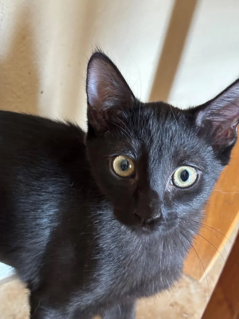 A young medium-sized female Domestic Short Hair cat named Christina for adoption in Phoenix, AZ
