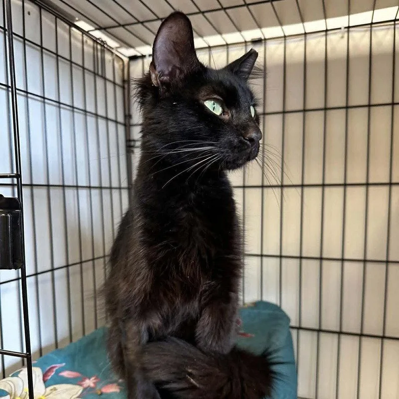 An adult medium-sized male Black Domestic Medium Hair cat named Yulian for adoption in Candler, NC