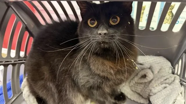 A young small-sized male Domestic Long Hair cat named Mase for adoption in Jacksonville, FL