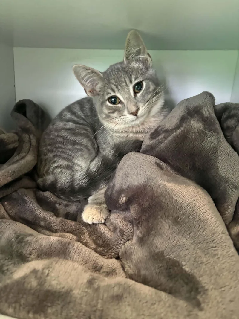 A young medium-sized female Domestic Medium Hair cat named Katara for adoption in Barboursville, WV