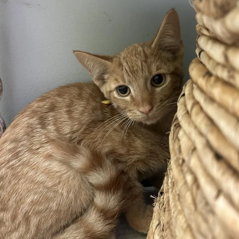 A baby small-sized female Orange / Red Domestic Short Hair cat named Cheetah for adoption in Normal, IL