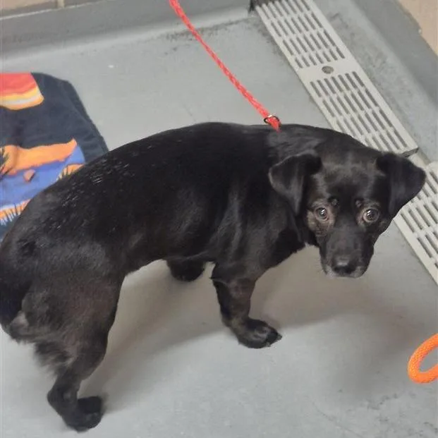 An adult medium-sized male Black Mixed Breed dog named Mejdi for adoption in Tacoma, WA