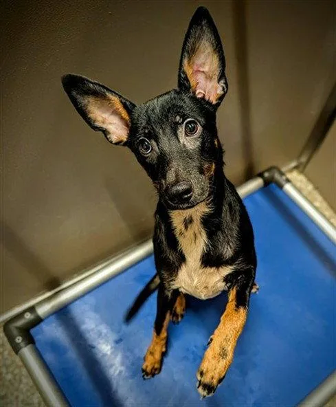An adult medium-sized male Feist dog named Luke for adoption in Clyde, NC