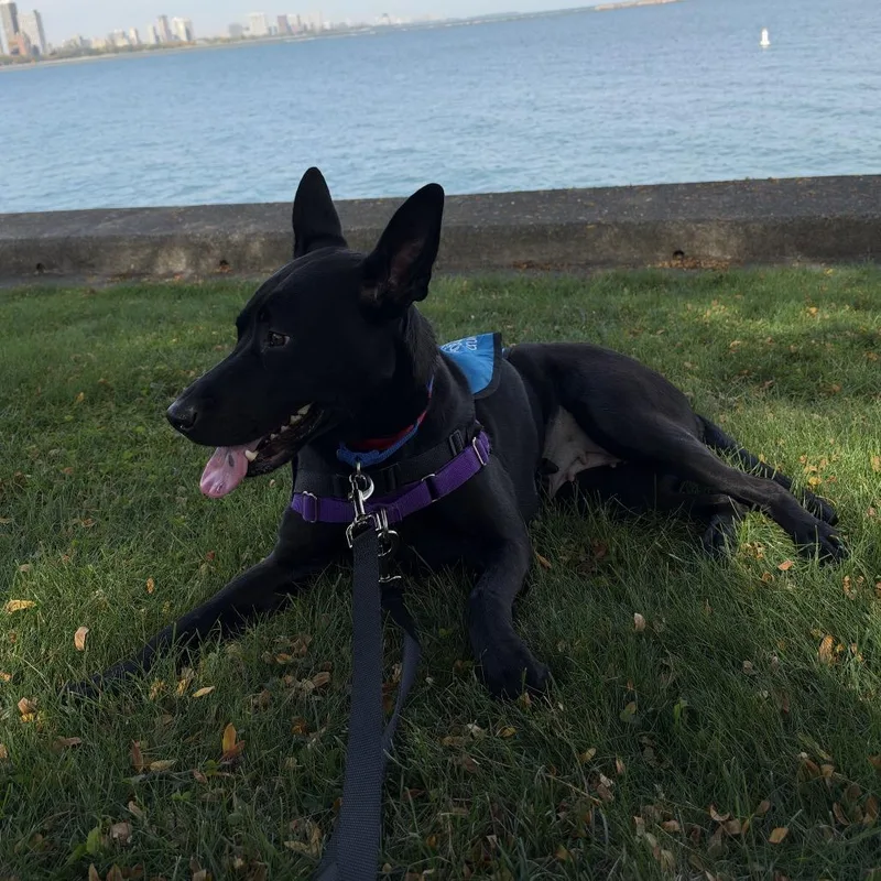 An adult large-sized female Black Labrador Retriever dog named Lady Lucy for adoption in Chicago, IL