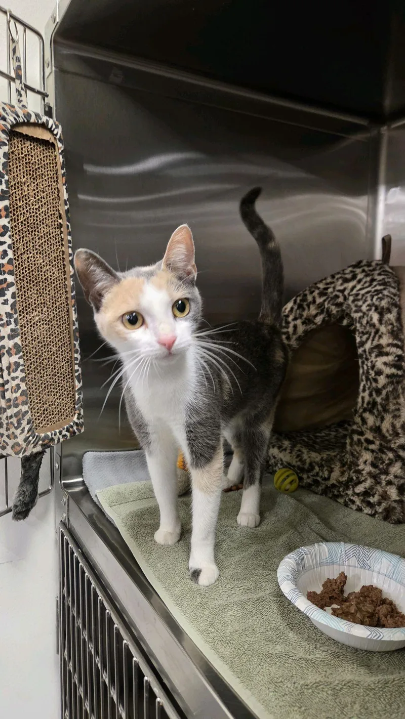 A young medium-sized female Dilute Calico cat named Miss Mandi for adoption in Philadelphia, PA