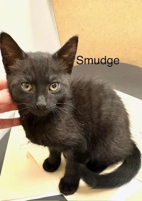 A baby small-sized female Black Domestic Short Hair cat named Smudge for adoption in Annapolis, MD
