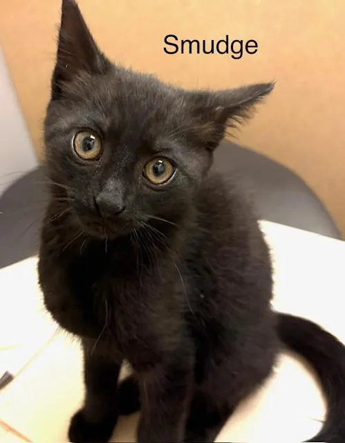 Smudge thumbnail 2