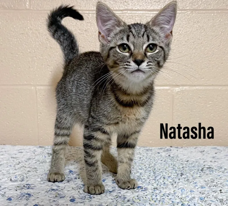 A baby small-sized female Domestic Short Hair cat named Natasha for adoption in Clearfield, KY