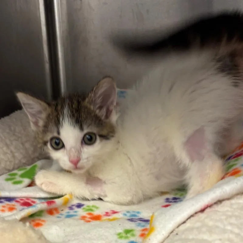A baby small-sized female Brown / Chocolate Domestic Short Hair cat named Mayme for adoption in Los Angeles, CA