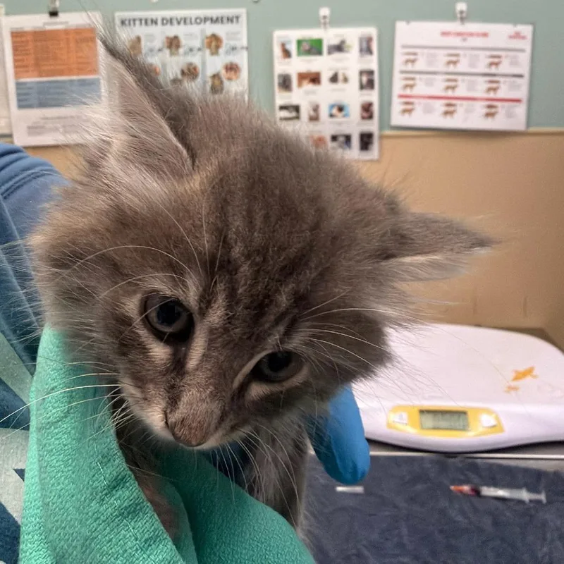 A baby small-sized female Domestic Long Hair cat named Sleet for adoption in Tacoma, WA