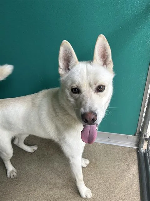 A young large-sized male Husky dog named Bolt for adoption in Newton, NC