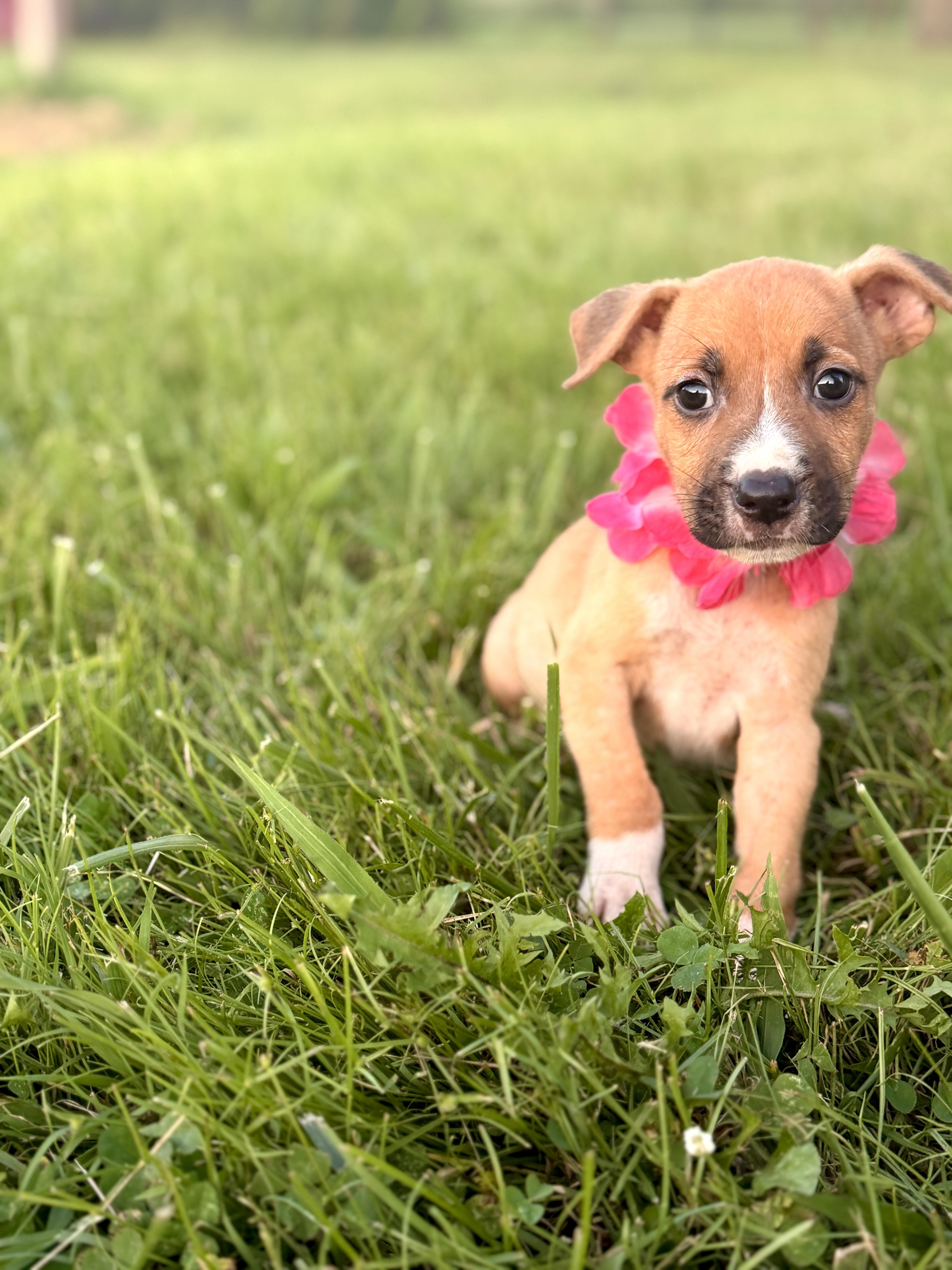 A baby small-sized female Brown / Chocolate Mixed Breed dog named Oona Transport for adoption in Gradyville, KY