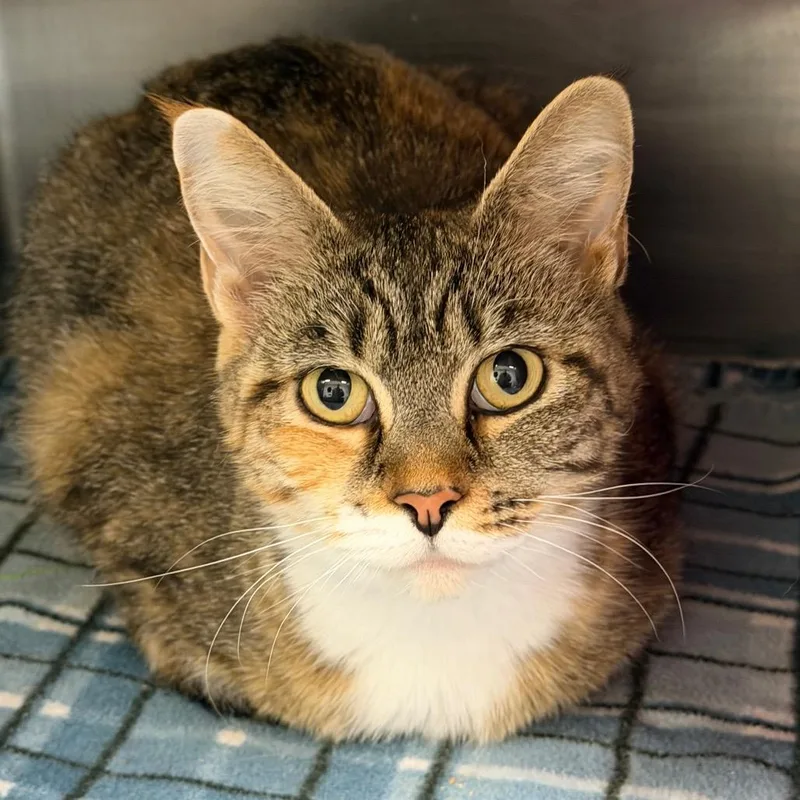 An adult large-sized female Domestic Short Hair cat named Valeria for adoption in Waukesha, WI